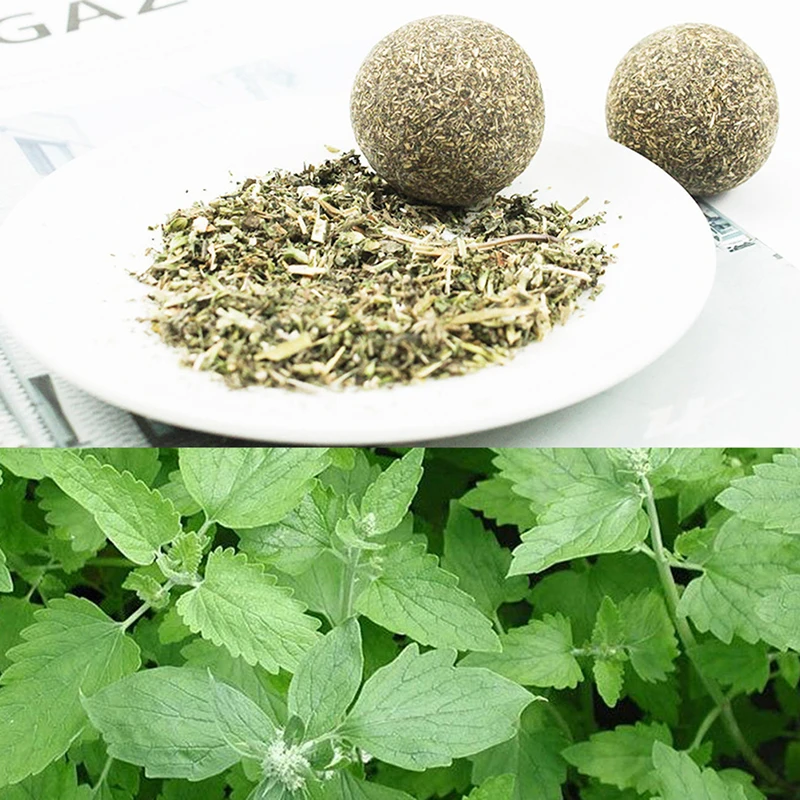 

Natural Safety Edible Pet Catnip Toys for Cat Mint Ball Healthy Cleaning Teeth Stick Molar Cat Nip Lollipop Catmint Supplies