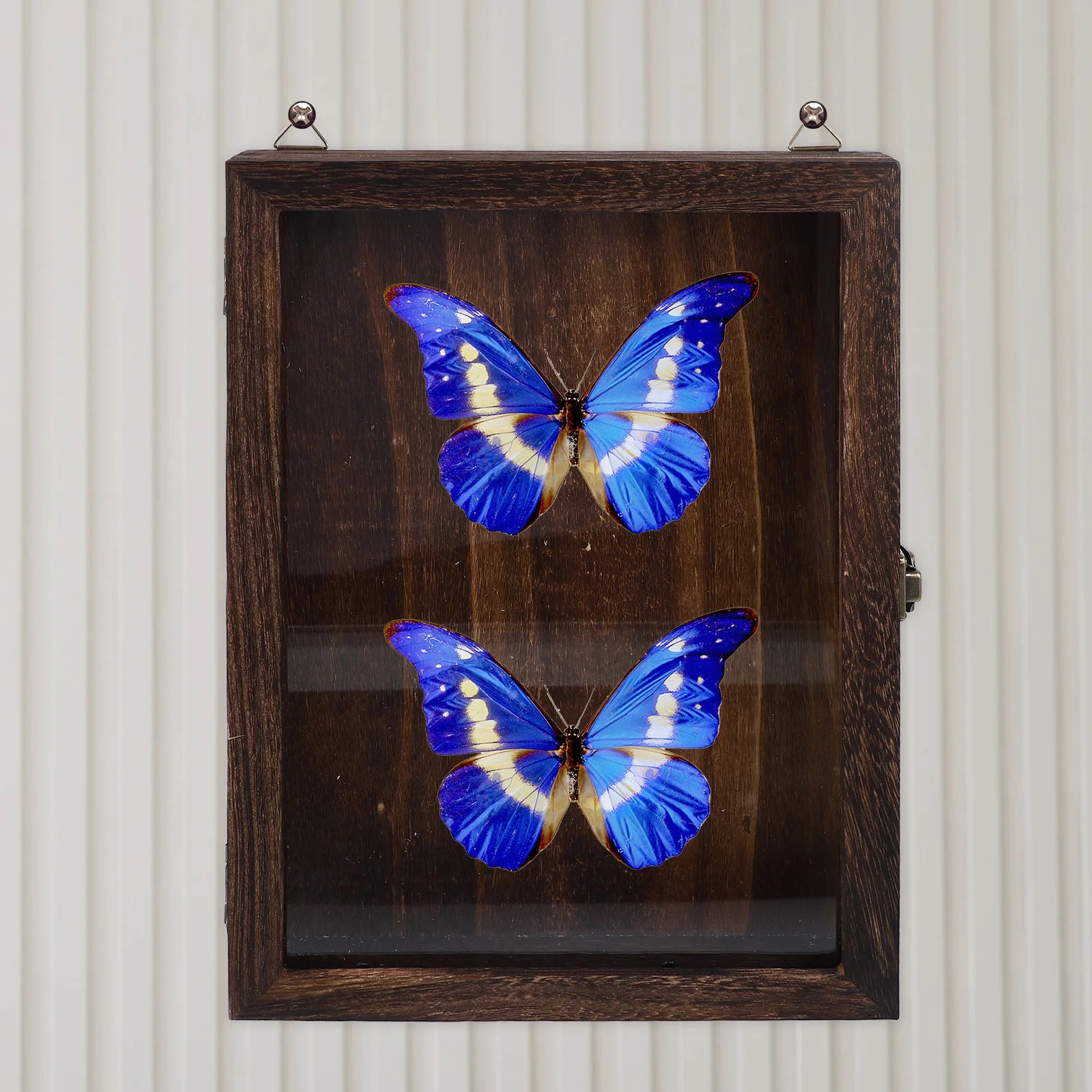

Vintage Specimen Box Insect Storage Case Frame Display Dustproof Bug Butterflies Dust-proof Dried Flower