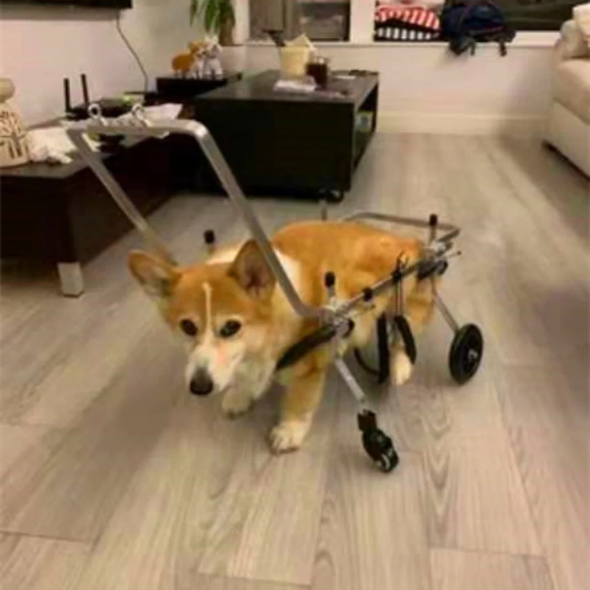 Инвалидная коляска для пожилых собак четырехколёсное кресло hemiplegic с передними