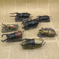 genuine colorata figure simulation insect beetle uang model ornaments accessories children present
