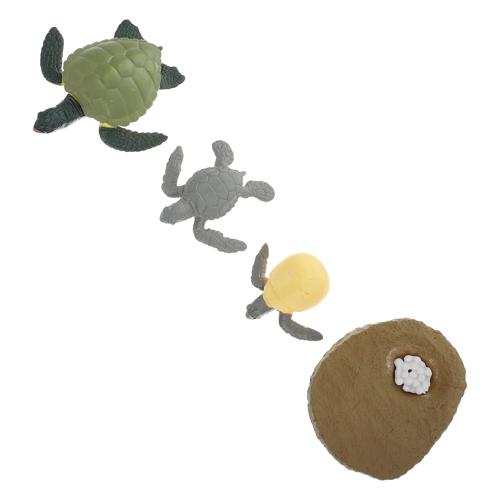 

Life Cyclemodel Growthturtle Models Ocean Observation Sea Tortoise Animal Cycles Kit Butterflies Thefrog