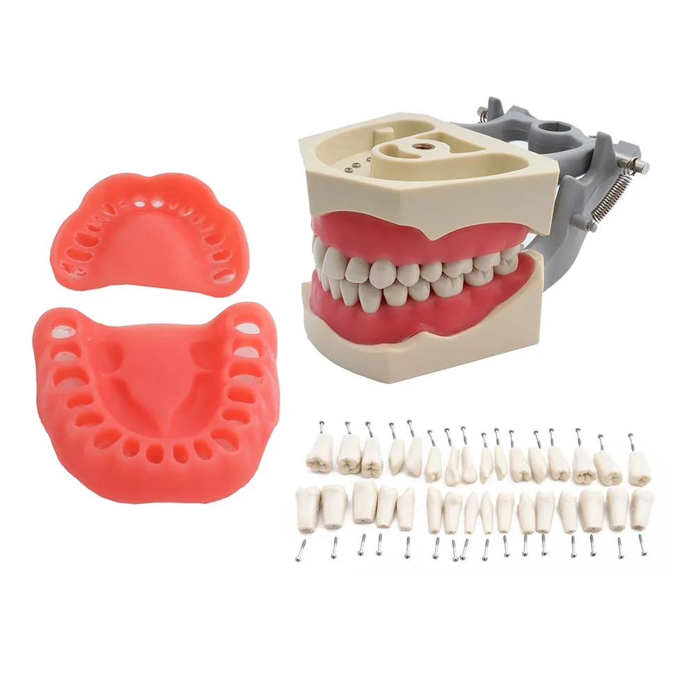 Зубная модель ADC аккредитованная зубов демонстрация с винтовыми зубцами 32 шт.