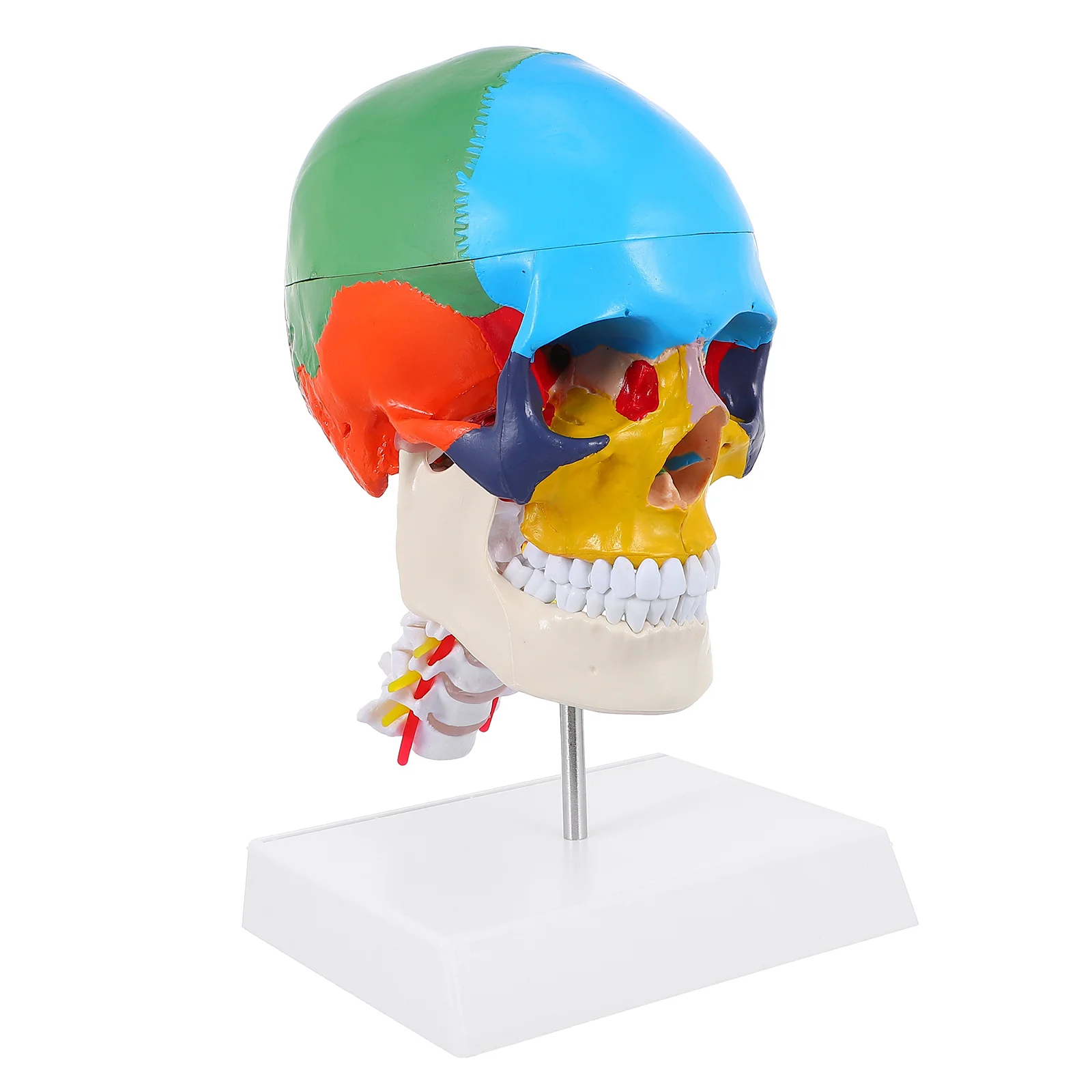 

PVC Anatomical False Model Head Model Anatomical Model