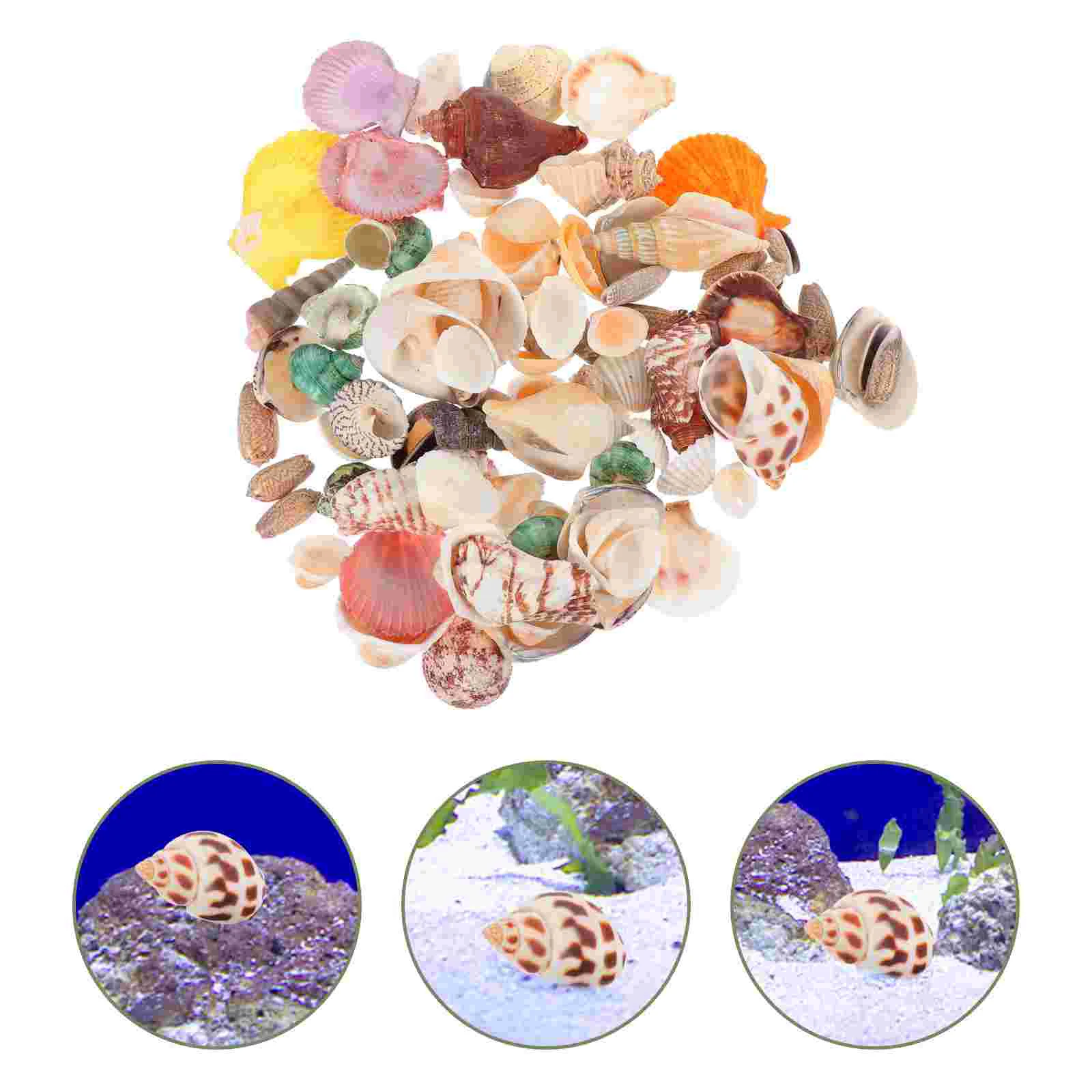 

80Pcs Natural Conch Vivid Micro Landscaping Fish Tank Adornment for Home Decor