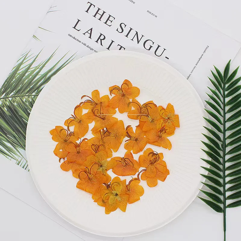 Сушеный цветок кассии материал сделай сам для ногтей ракушка натуральный