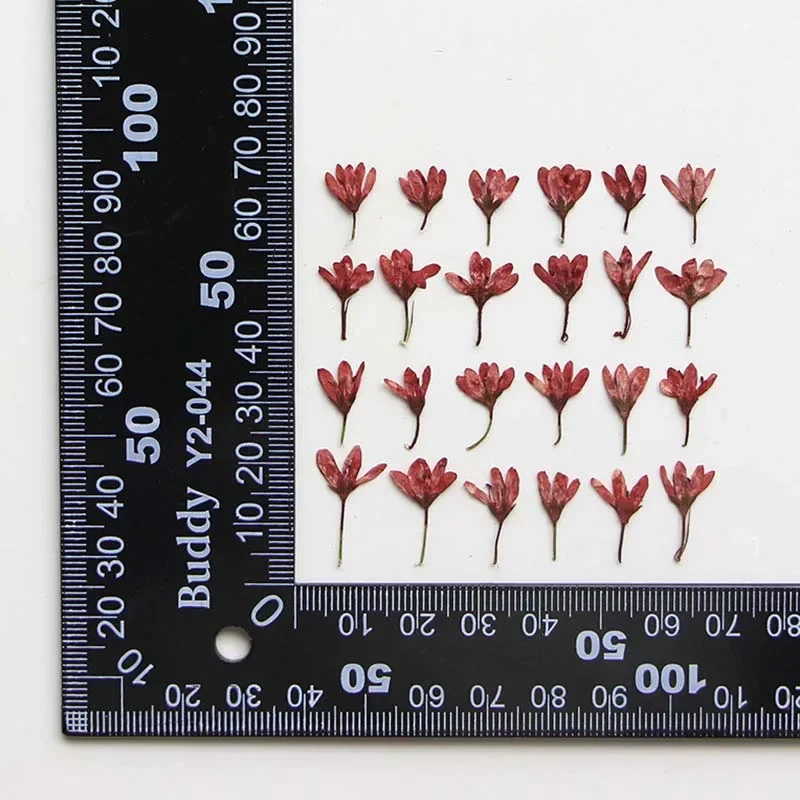 

Натуральные сухие цветы Speedwell NYAConfetti