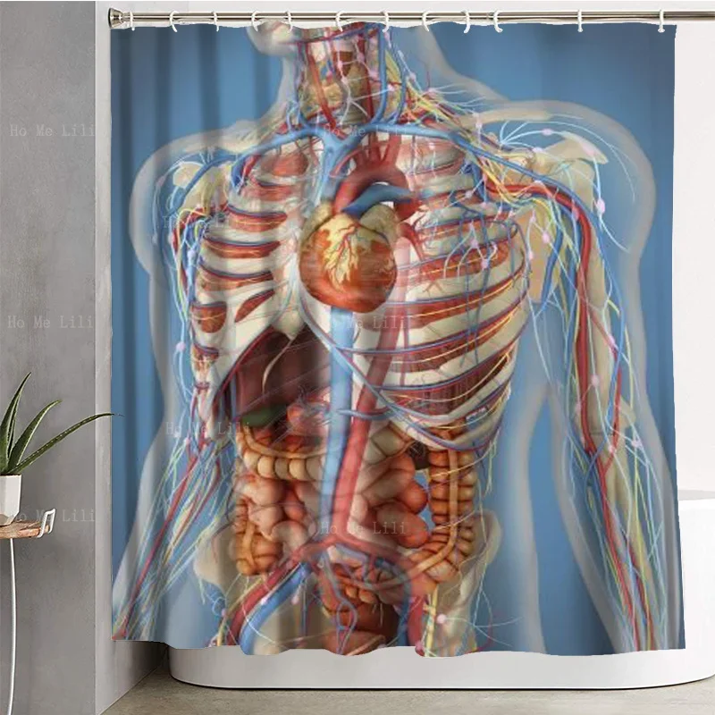 Прозрачное тело показывает сердечко и основное расположение а также