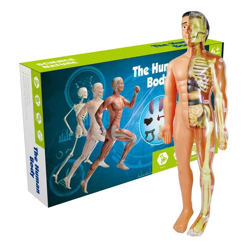 

Human Body Model Torso Anatomy Model For Kids 3D Human Anatomy Toy Educational Science Kits For Medical Students Science