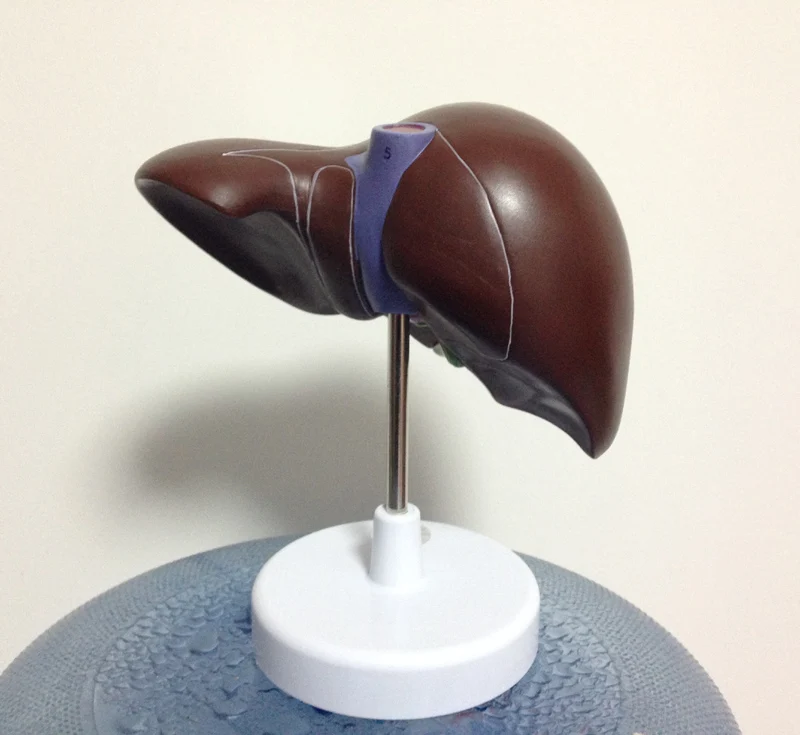 

Liver Model，Liver Anatomical Model