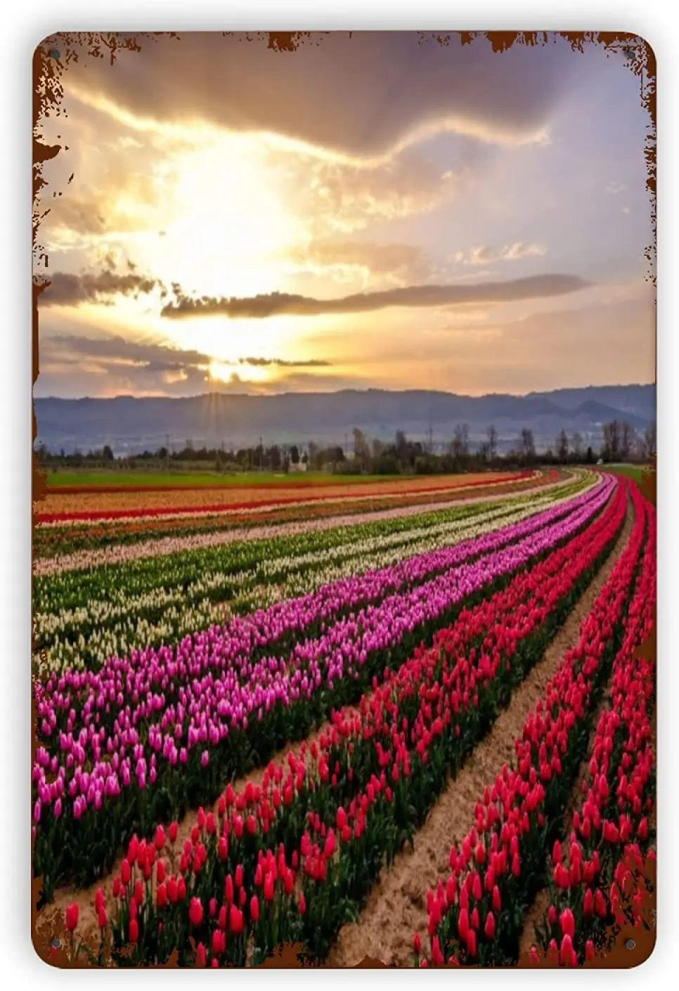 

Metal Signs Tulip Field In Provence France Sunrise Cloudy Sky, Tin Sign Wall Iron Painting Wall Decor Retro Art Plaques Poster