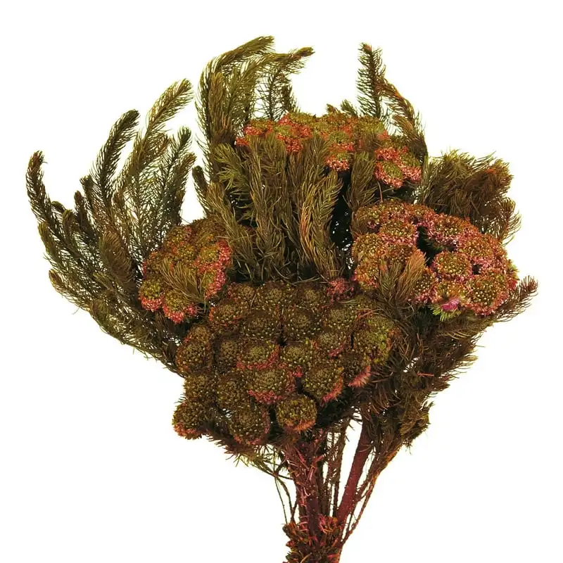 

BRUNIA, PLUM, 3.8 OZ. BUNCH (CPD-25), Preserved