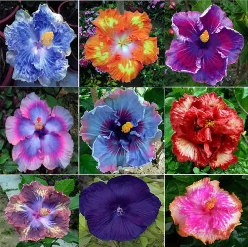 

50 цветных цветов «Гибискус Роза-Синенсис» SS