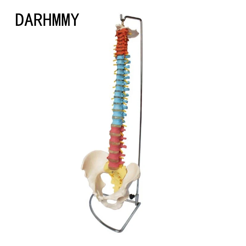 DARHMMY 80CM Human Spine Model Didactic Vertebral Column with Pelvis