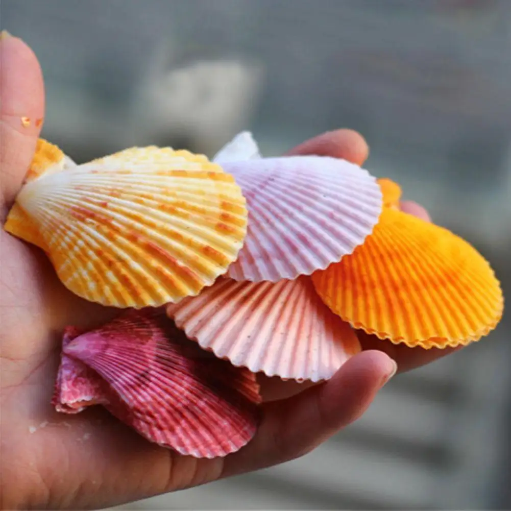 

Natural Sea Shells Natural Scallop Seashell Beach Wedding Decorations Home Decor Ocean Ornaments DIY Shell For Jewelry Maki P4H3