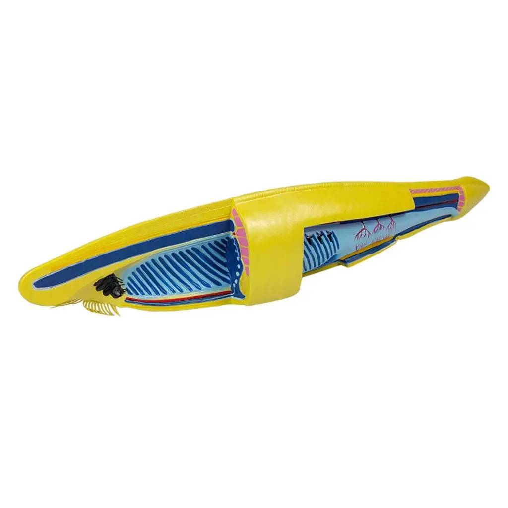 

Life Size Biological Anatomical Amphioxus Fish Model Teaching Materials