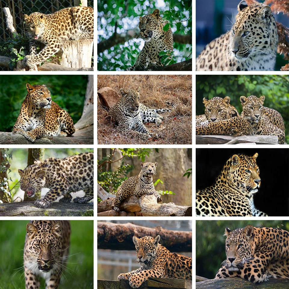 5D DIY Diamond Painting Animal Leopard Rhinestone Art Picture Cross Stitch Kit Full Diamond Embroidery Mosaic Gift Home Decor  - buy with discount