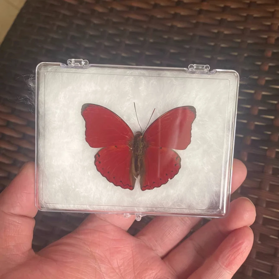 

Натуральные сушеные бабочки с расправленными крыльями