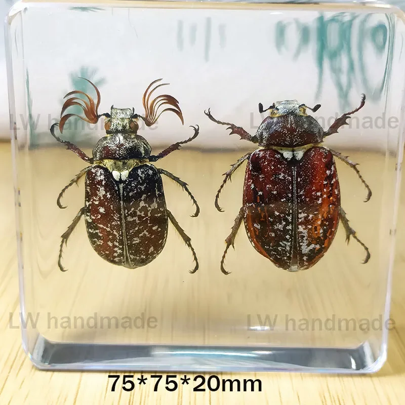 Настоящие образцы насекомых запечатанные жуки раковины завернутые в смолу