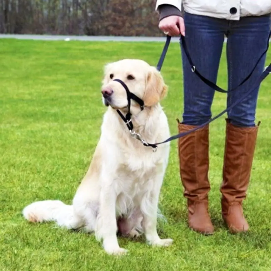 Намордники для домашних питомцев регулируемая тренировочная свинцовая веревка