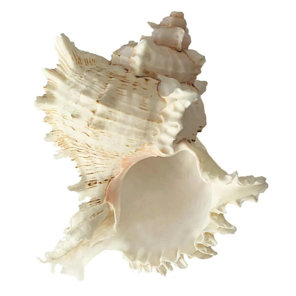 

Conch Shells Beach Decor Ornament Aquarium Landscape Natural Ocean Shell Seashells Decoration Craft Tank Conchs Fish Growth Home