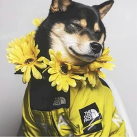 dog jacket american flag tide windproof and rainproof dog large dog raincoat pet jacket for medium and large dogs