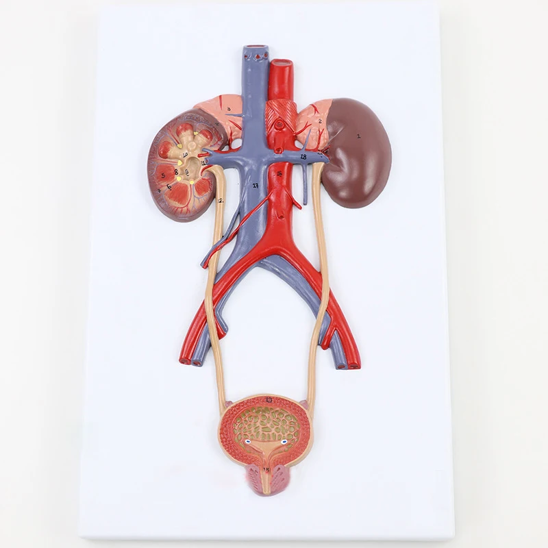 Мужская мочевая система, мочевой пузырь, уретер, почки, научные Учебные ресурсы, Прямая поставка