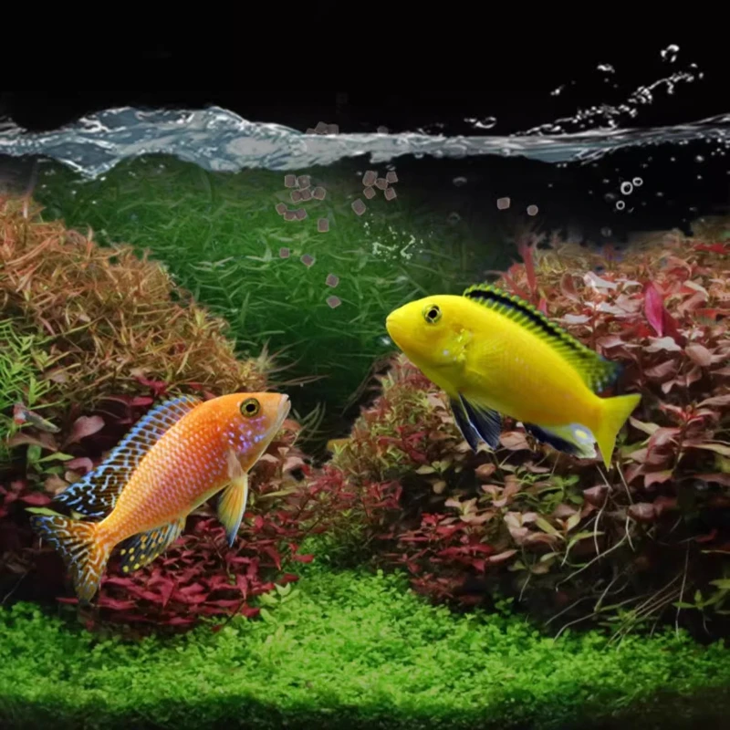 BESSN African Cichlid Food-Slow Sinking Color Enhancing гранулы для Mbuna,Frontosa&Tanganyika Формула на основе водорослей (art.: 3920cee4d1cd2) - 3920cee4d1cd2