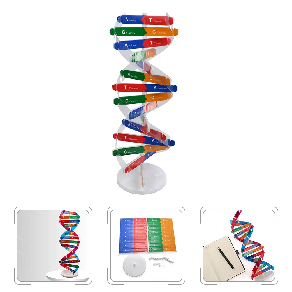 

Model Dna Sciencekit Helix Double Assembly Molecule Children Learningscientific Classroom Toysaids Kids Build Models Decor
