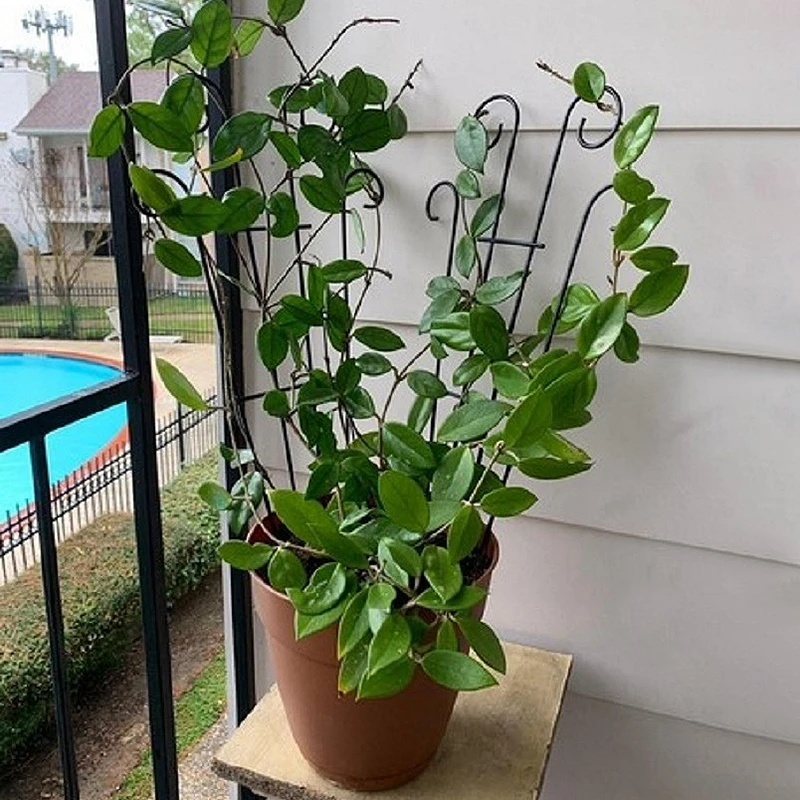 Металлический каркас для вьющихся растений, поддерживающая железная конструкция для цветов, листьев, стержень для кадки и поддержки внутри помещения, аксессуары для сада.