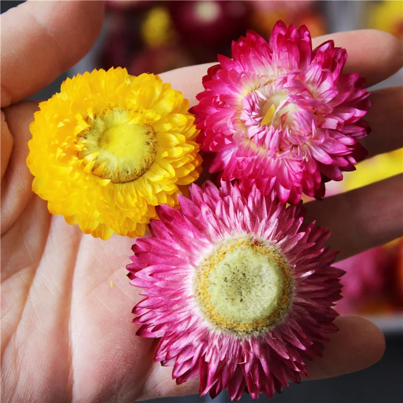 

Natural Dried Flower Daisy Chrysanthemum Heads Boho Home Decor DIY Straw Sunflower Wedding Decoration Embossing Material