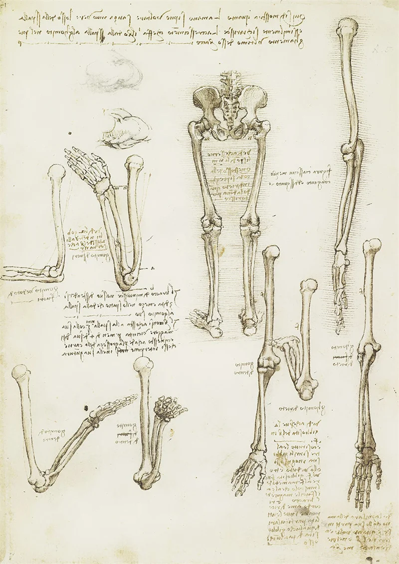 

Винтажная анатомия человека, плакат на холсте