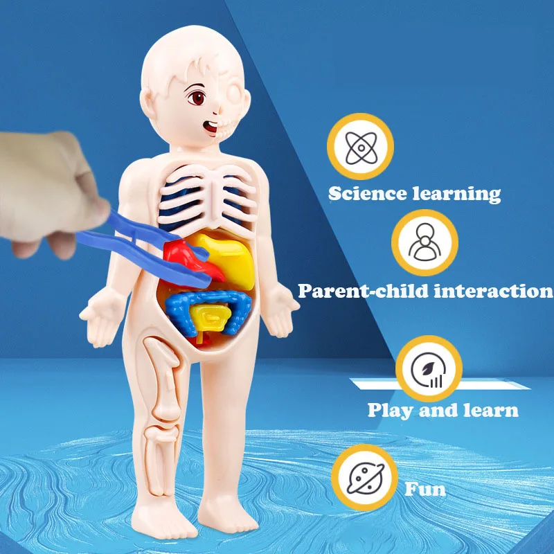 

3d-модель человеческого тела Монтессори, Детские занятые игрушки, «сделай сам», обучающие игрушки для органов, анатомия, демонстрационная сборная игрушка