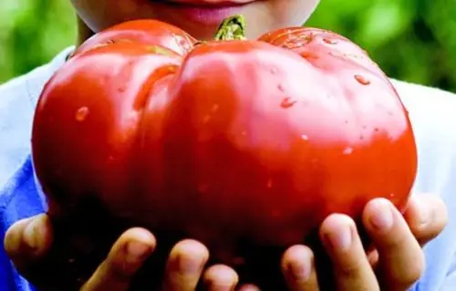 

100PCS " Tomato " Semillas