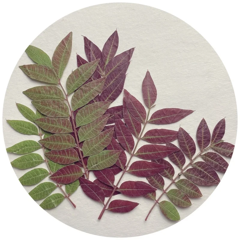 

1Set Pressed Dried Toona sinensis Leaf Flower Herbarium For Nail Art Make Up Jewelry Bookmark Phone Case Card DIY