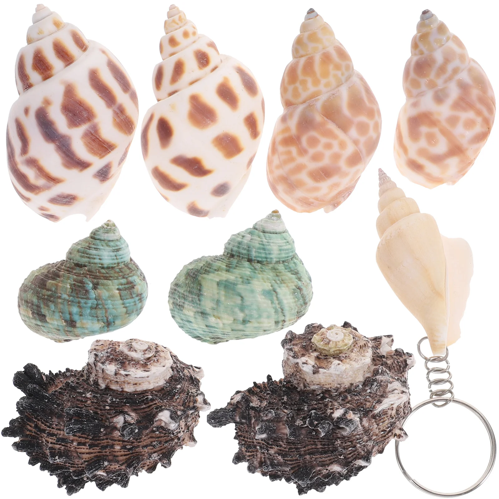 

Hermit Conch Crab Shellstank Natural Shell Aquarium Ocean Seashell Largeornament House Statues Decoration Collectors Decorative