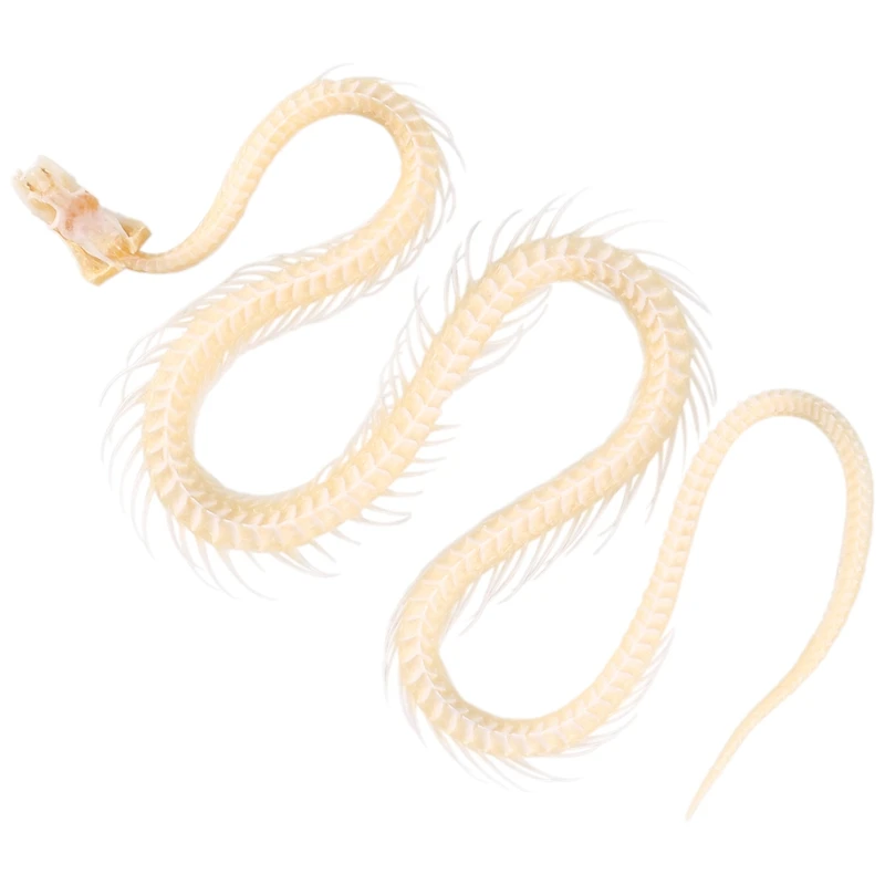 

Science Classroom Specimens Snake Skeleton White Accessories For Science Education