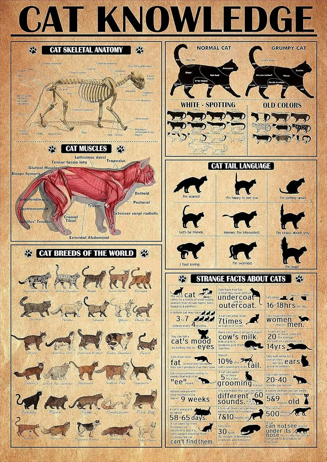 Оловянная вывеска Pzecaru металлический постер с знаниями кота анатомия скелета