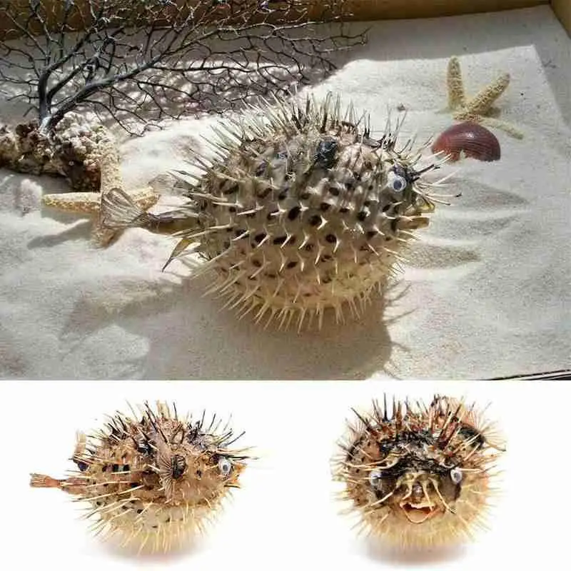 

Puffer Fish Air Drum Fish Bone Porpoise Specimen with Woven Biology Marine Fish Skin Pendant Bamboo Hat Car O9G3