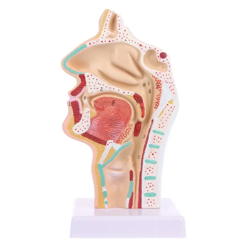 

Human Anatomical Nasal Cavity Throat Anatomy Medical Model Teaching Tool