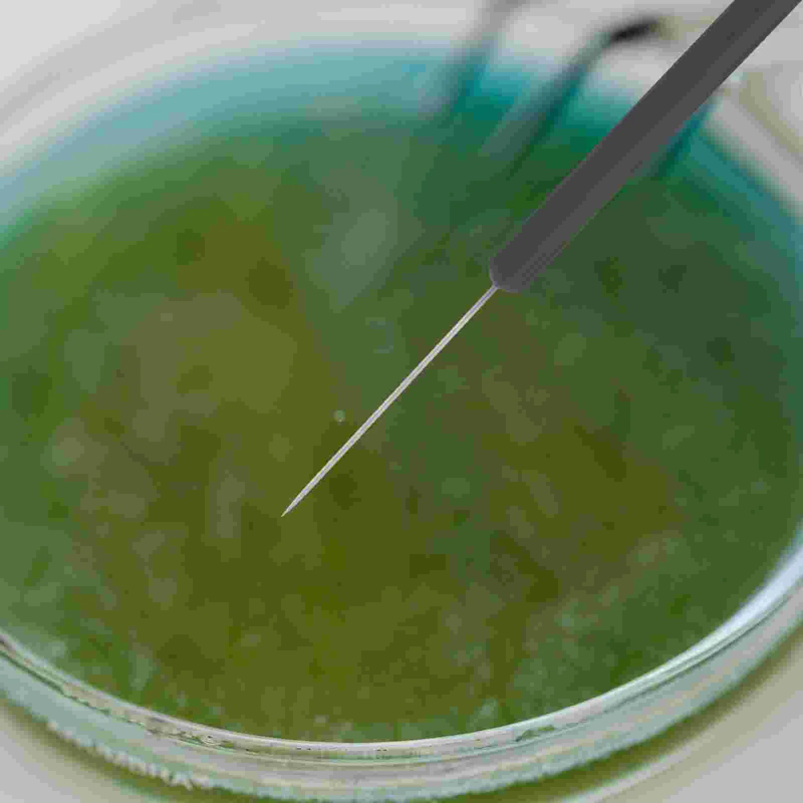 Игла для разбрасывания насекомых школьный лабораторный инструмент бабочек