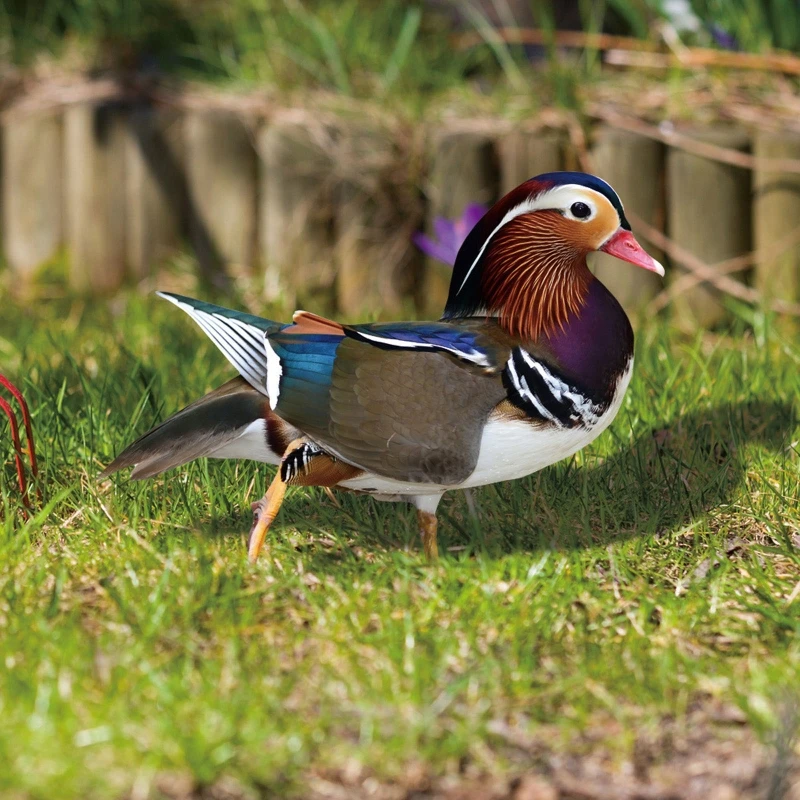 

Садовый набор из 2 стульев с уткой, статуэтка для лужайки, скульптура для двора, акриловые стойки, уличное художественное украшение D0LD