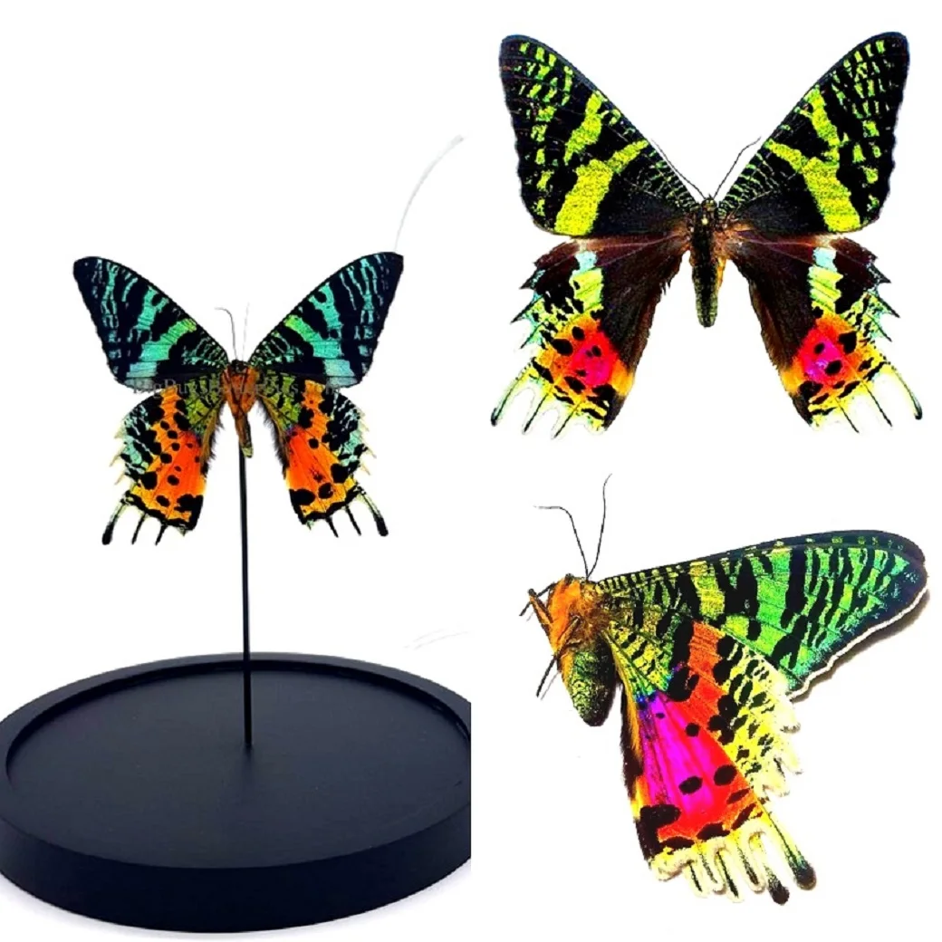 Подарочная коробка с изображением настоящей бабочки поделки ручной работы