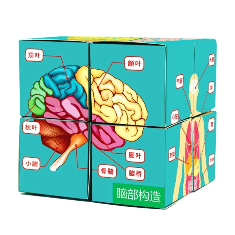 

Учебный кубик по анатомии. Инструмент для обучения. Наборы анатомических схем. Кубик для изучения органов человеческого тела.