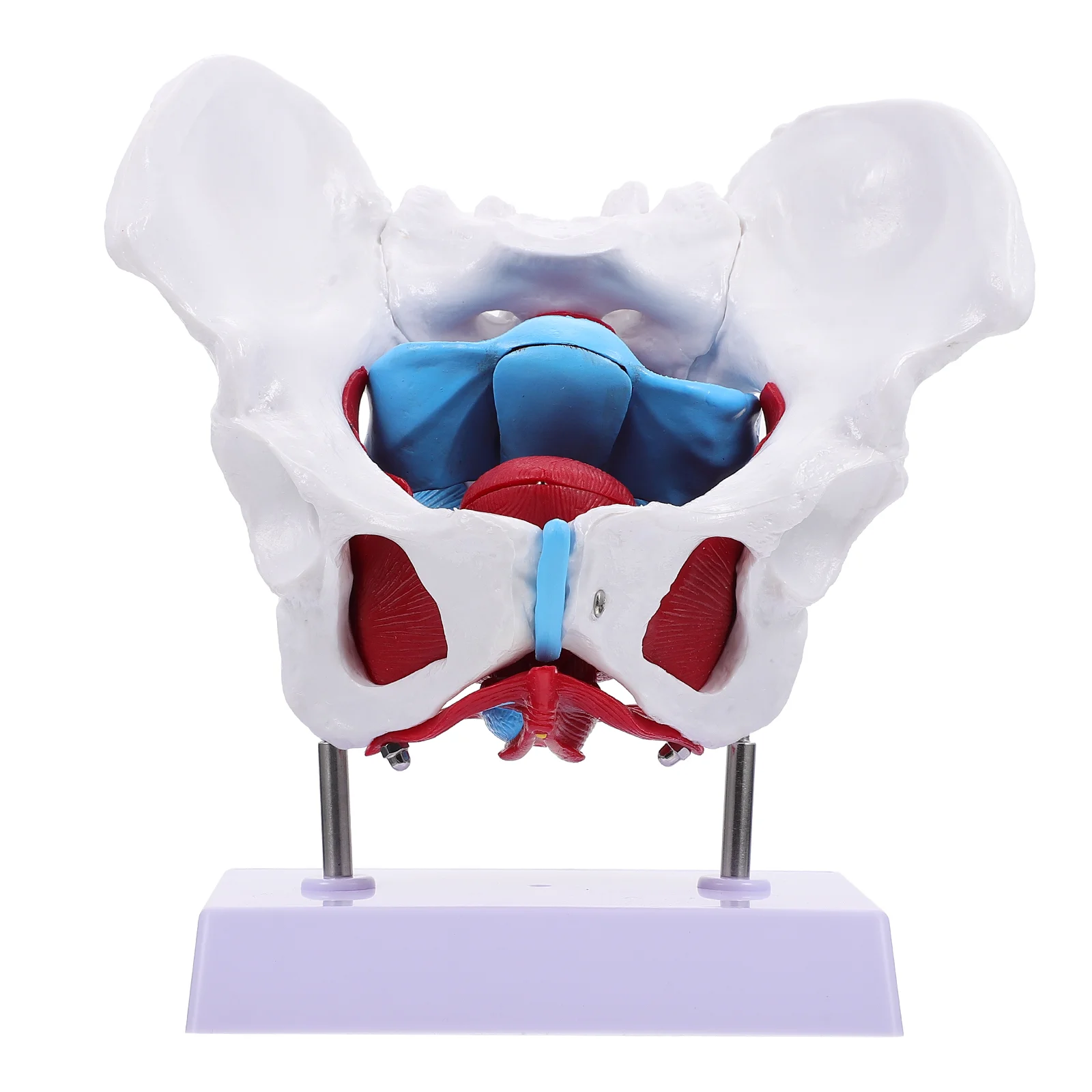 

Model Pelvic Pelvis Bone Anatomy Female Training Scientific Hip Teaching Structure Learning Plastic Aids Reproductive Anatomical