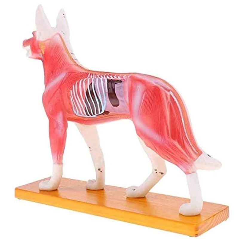 

Anatomical Dog Model Acupuncture Anatomy Acupuncture Point Model of the Dog Body with 72 Acupuncture Points Study Model