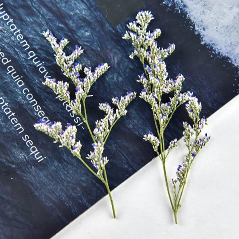 

60pcs Pressed Dried Codariocalyx Motorius Flower Plant Herbarium For Jewelry Postcard Phone Case Craft DIY Accessories