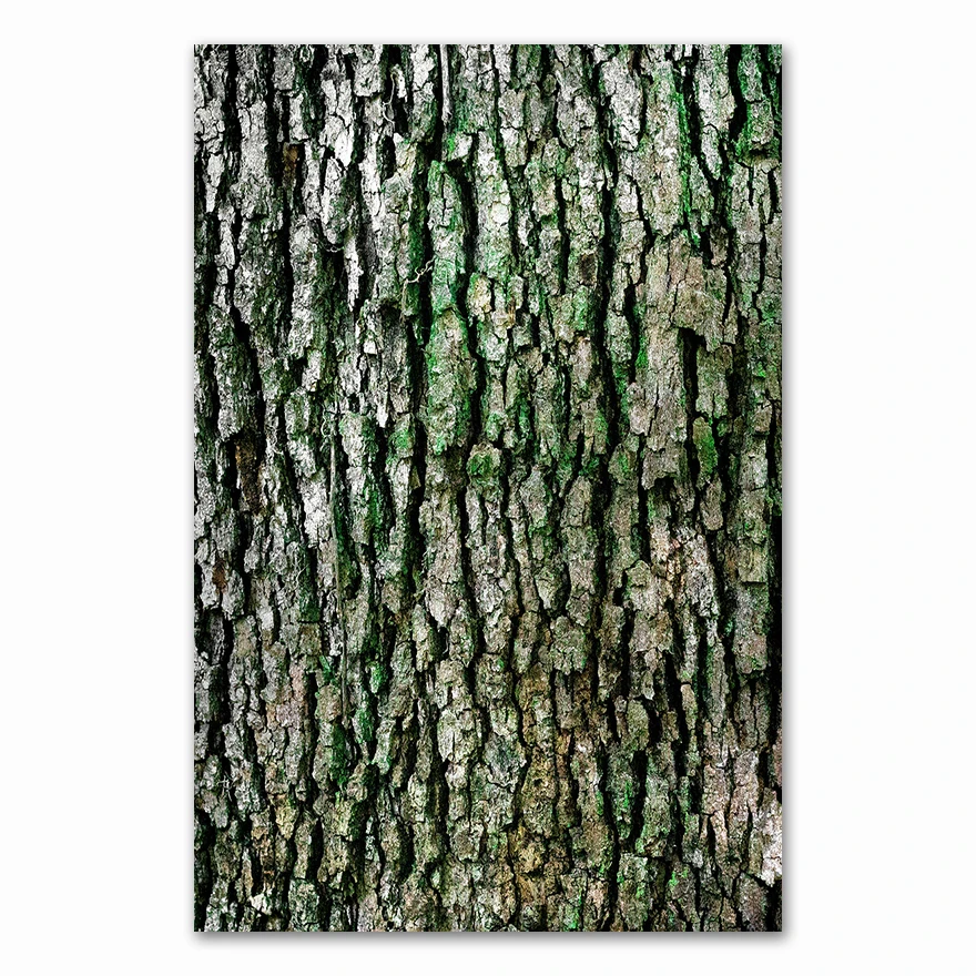 

Картина "Лесной водопад, мост" AliPaint