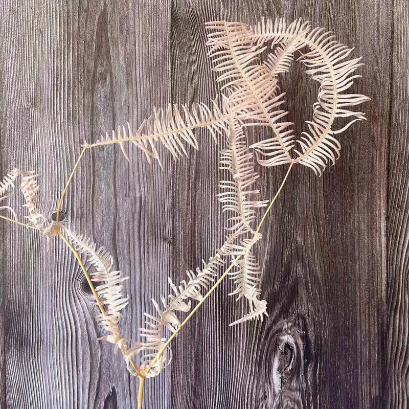 10 шт./около 30*40 см Osmunda Japonica различных форм и размеров |