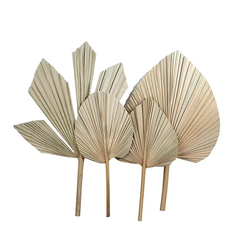 

1PC Dry Palm Fan Leaves Dried Natural Flower Palm Leaf Window Reception Party Art Wall Hanging Decor Wedding Arch Arrangement