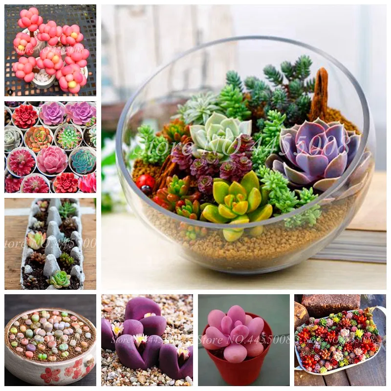 

500 шт./упаковка, мини-суккуленты